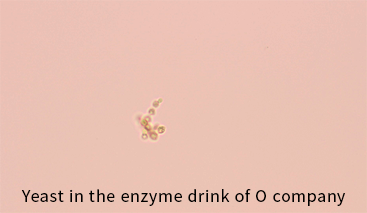 Yeast in the enzyme drink of O company
