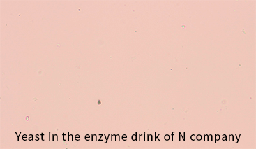 Yeast in the enzyme drink of N company