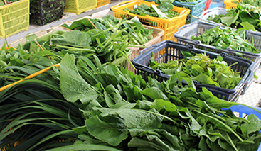 原料の野菜、野草、果物