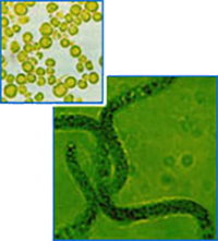 Digestibility and nutritional value  So different from Chlorella this much!