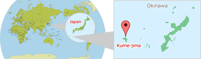 Furousou is grown in Kumejima.