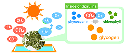 It related with photosynthesis of Spirulina