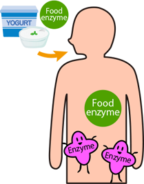 Does enzyme in our body increaseif we take enzyme?