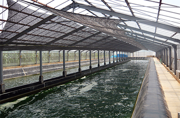 In-house deep ocean water spirulina culture tank completed in Kumejima, Okinawa Prefecture.