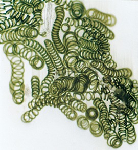 Spirulina