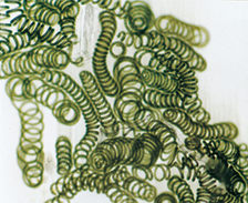 Spirulina