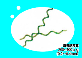 Spirulina grown in
