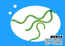 Spirulina grown in