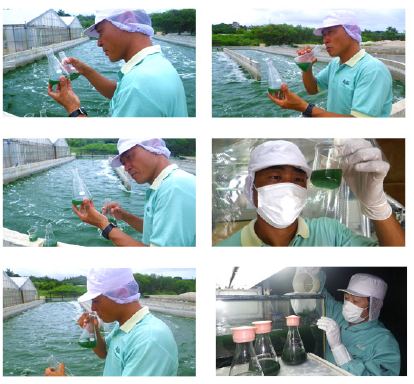 Furousou is grown in Kumejima.
