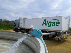 t is grown in only deep ocean water which is drawn from depth of 612meters in Kumejima