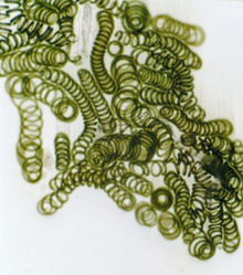 What is spirulina?